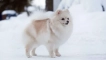 Bijeli pas: pahuljasti psi bijele boje